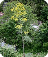 Photo prise  en  juin 2008 - Plante de taille imposante